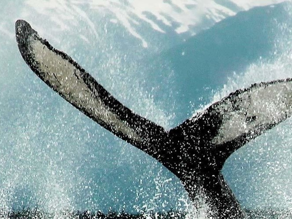 a person riding a wave on a surfboard in the water