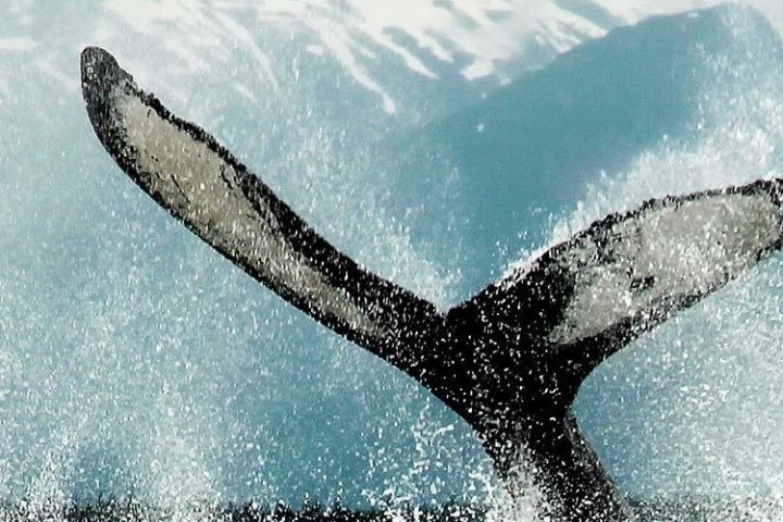 a person riding a wave on a surfboard in the water
