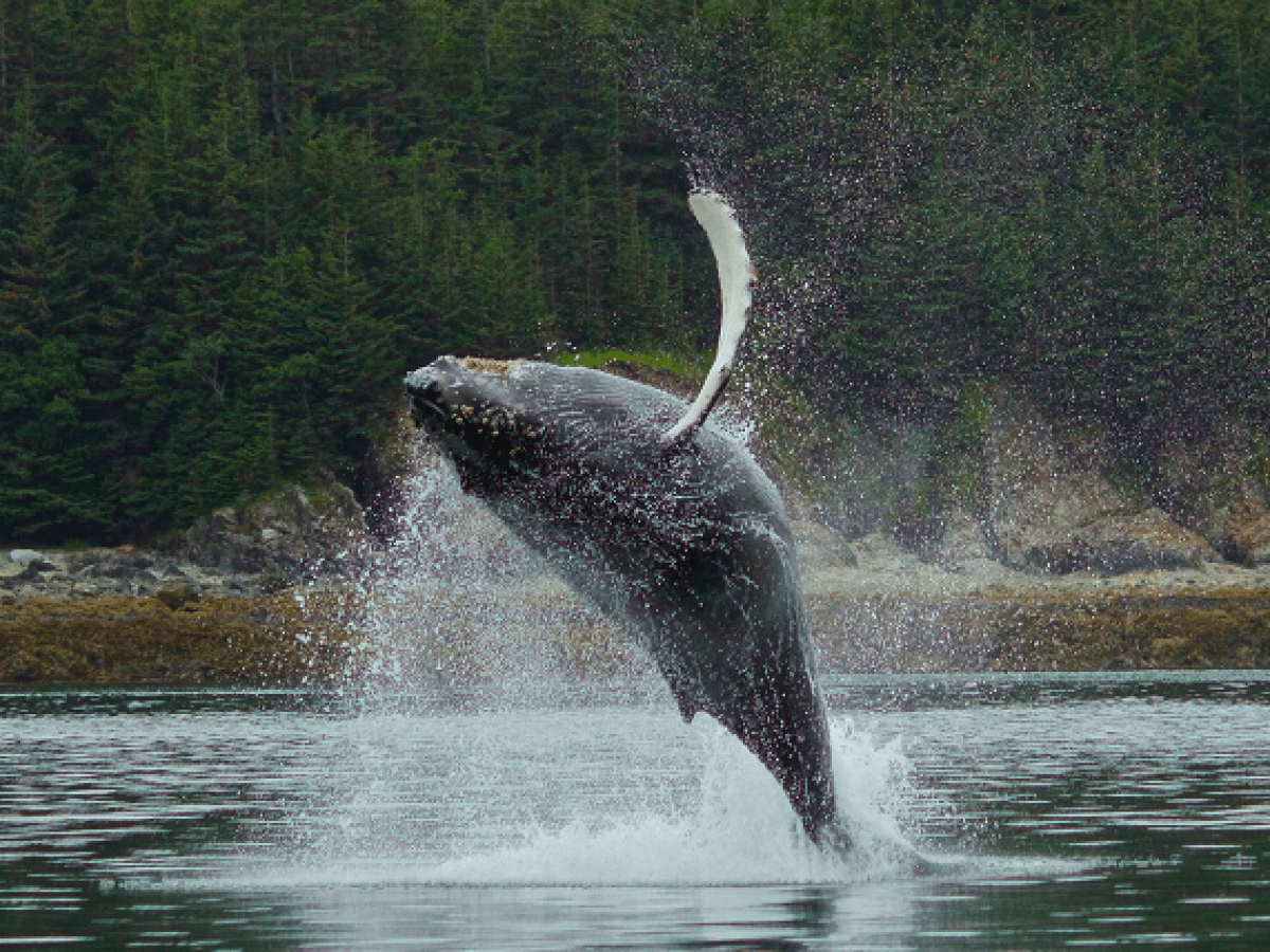 an animal in a body of water