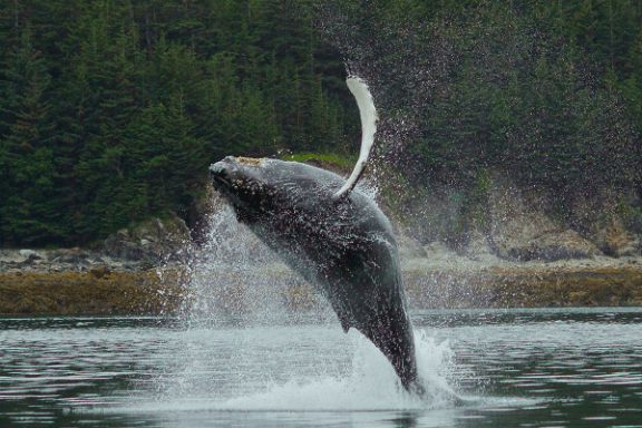 an animal in a body of water