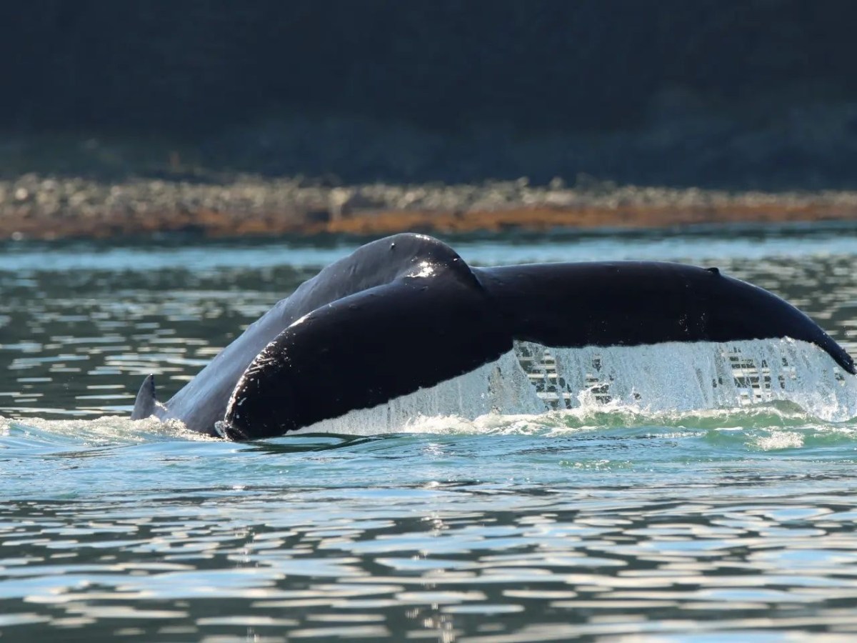 an animal swimming in the water