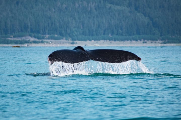 a whale jumping out of a body of water