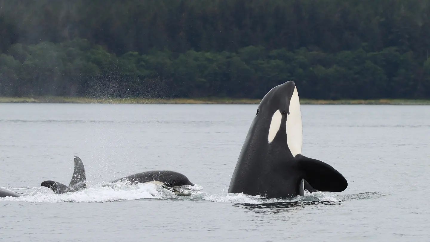 a whale on a lake next to a body of water